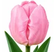 Tulipán Candy Prince – svetloružový Tulipán Candy Prince – svetloružový
