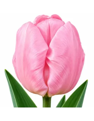 Tulipán Candy Prince – svetloružový