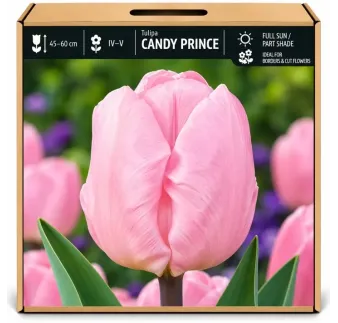 Tulipán Candy Prince – svetloružový