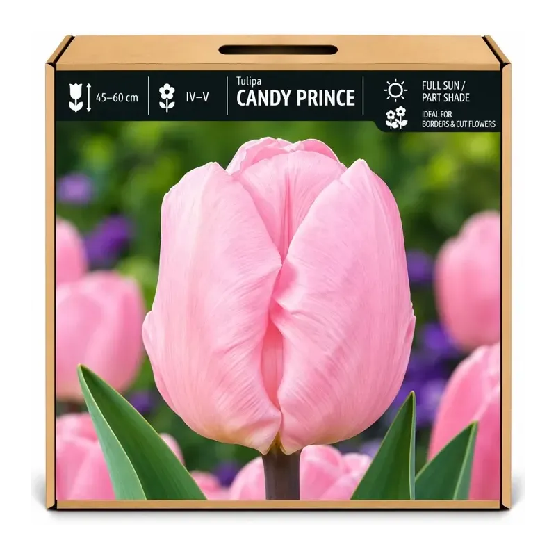 Tulipán Candy Prince – svetloružový Tulipán Candy Prince – svetloružový