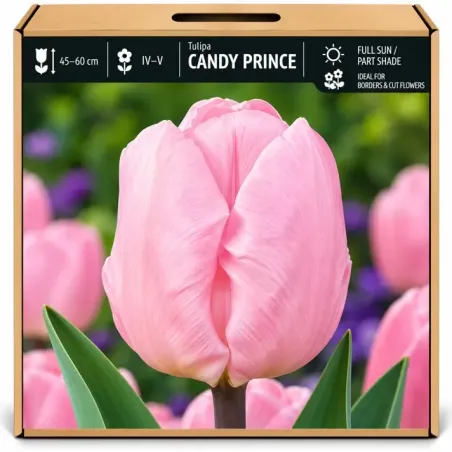 Tulipán Candy Prince – svetloružový