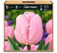 Tulipán Candy Prince – svetloružový Tulipán Candy Prince – svetloružový