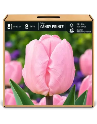 Tulipán Candy Prince – svetloružový