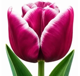 Tulipán Arabian Mystery – fialovo-biely