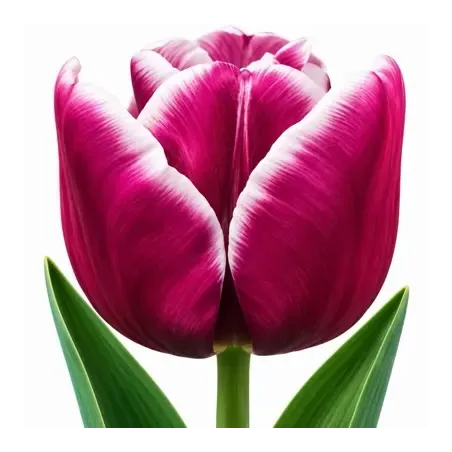 Tulipán Arabian Mystery – fialovo-biely