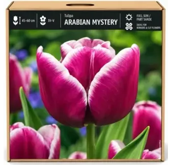 Tulipán Arabian Mystery – fialovo-biely