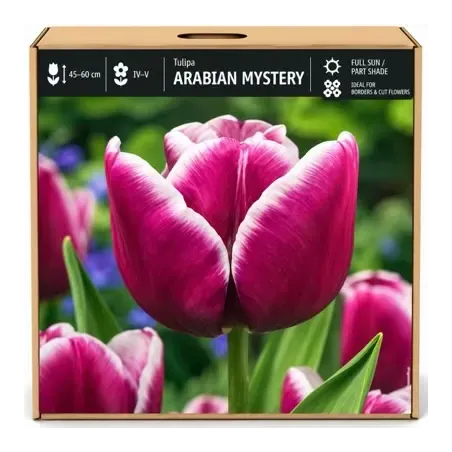 Tulipán Arabian Mystery – fialovo-biely