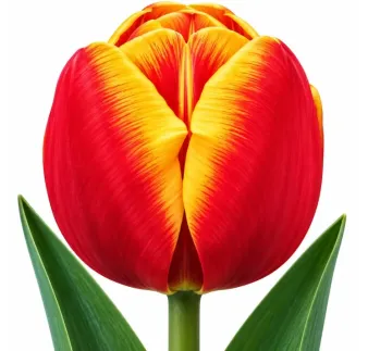 Tulipán World’s Favourite – červeno-žltý tulipán