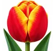 Tulipán World’s Favourite – červeno-žltý tulipán Tulipán World’s Favourite – červeno-žltý tulipán