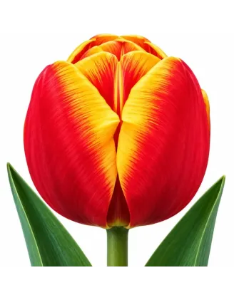 Tulipán World’s Favourite – červeno-žltý tulipán