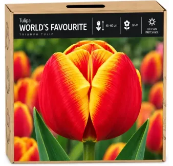 Tulipán World’s Favourite – červeno-žltý tulipán