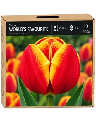 Tulipán World’s Favourite – červeno-žltý tulipán