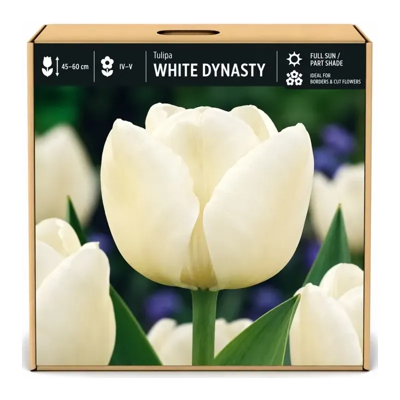 Tulipán White Dynasty – biely Tulipán White Dynasty – biely