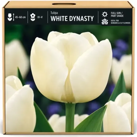 Tulipán White Dynasty – biely