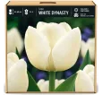 Tulipán White Dynasty – biely Tulipán White Dynasty – biely