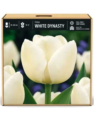 Tulipán White Dynasty – biely