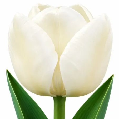 Tulipán White Dynasty – biely