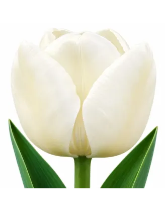 Tulipán White Dynasty – biely