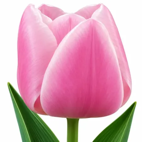 Tulipán Gabriella – ružový
