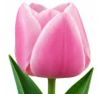 Tulipán Gabriella – ružový Tulipán Gabriella – ružový