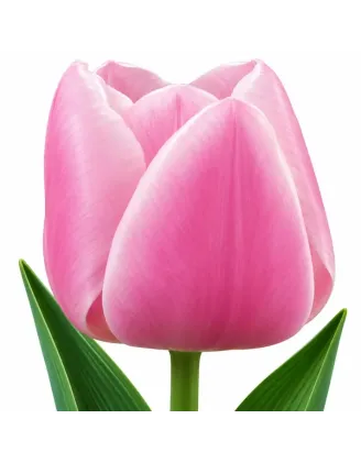 Tulipán Gabriella – ružový