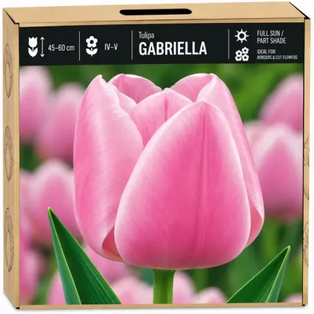 Tulipán Gabriella – ružový