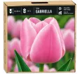 Tulipán Gabriella – ružový Tulipán Gabriella – ružový