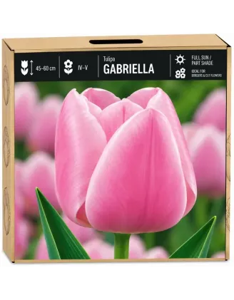 Tulipán Gabriella – ružový