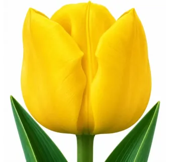 Tulipán Strong Gold – žltý