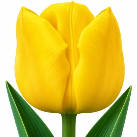 Tulipán Strong Gold – žltý