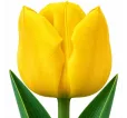 Tulipán Strong Gold – žltý Tulipán Strong Gold – žltý