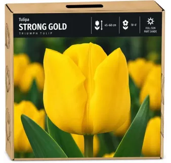 Tulipán Strong Gold – žltý