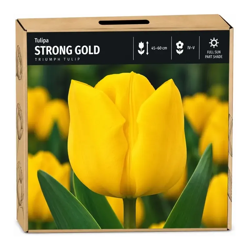 Tulipán Strong Gold – žltý Tulipán Strong Gold – žltý
