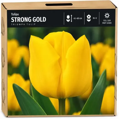 Tulipán Strong Gold – žltý