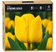 Tulipán Strong Gold – žltý Tulipán Strong Gold – žltý