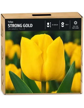 Tulipán Strong Gold – žltý
