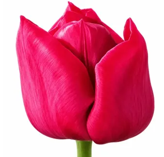 Tulipán Strong Love – sýto ružový Triumph tulipán