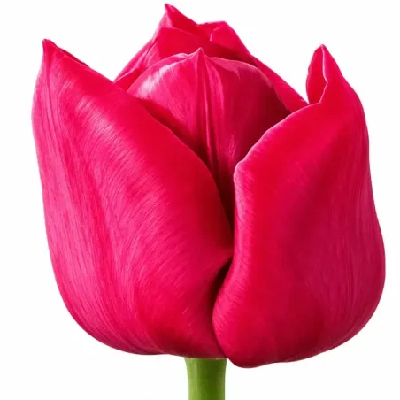 Tulipán Strong Love – sýto ružový Triumph tulipán