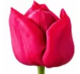 Tulipán Strong Love – sýto ružový Triumph tulipán Tulipán Strong Love – sýto ružový Triumph tulipán