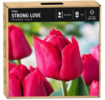 Tulipán Strong Love – sýto ružový Triumph tulipán