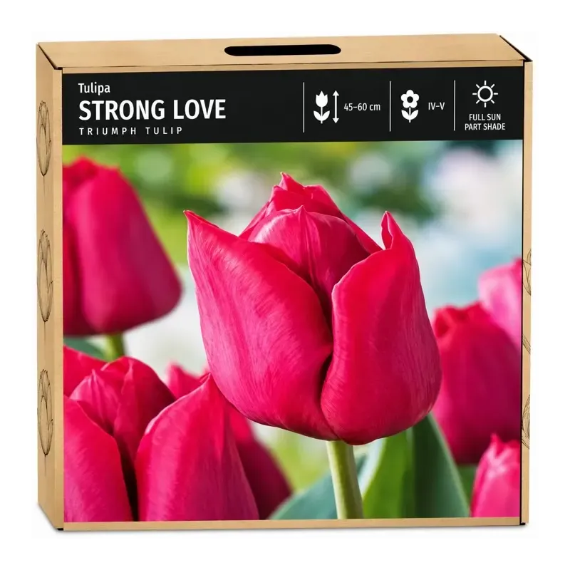Tulipán Strong Love – sýto ružový Triumph tulipán Tulipán Strong Love – sýto ružový Triumph tulipán