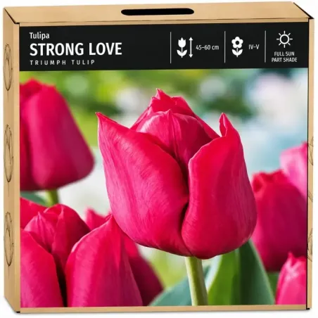 Tulipán Strong Love – sýto ružový Triumph tulipán