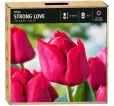 Tulipán Strong Love – sýto ružový Triumph tulipán Tulipán Strong Love – sýto ružový Triumph tulipán