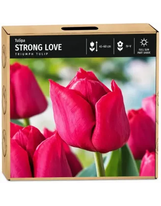 Tulipán Strong Love – sýto ružový Triumph tulipán