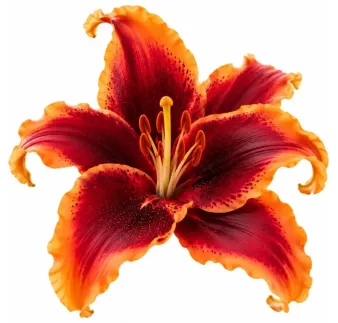 Ľalia Red Morning – OT hybrid