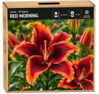 Ľalia Red Morning – OT hybrid
