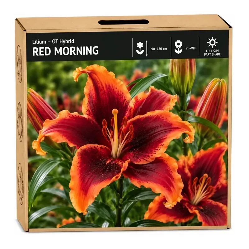 Ľalia Red Morning – OT hybrid Ľalia Red Morning – OT hybrid