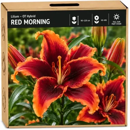 Ľalia Red Morning – OT hybrid