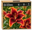 Ľalia Red Morning – OT hybrid Ľalia Red Morning – OT hybrid