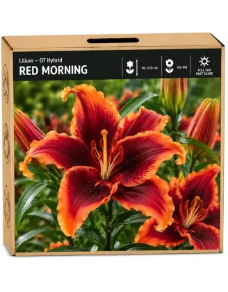 Ľalia Red Morning – OT hybrid